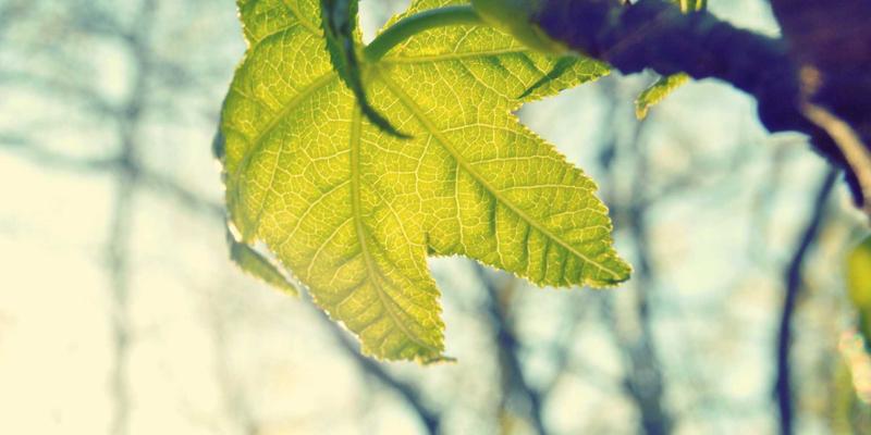 韩溪山徒步全攻略:从新手步道到资深穿越,在绿茶清香中探索秘境