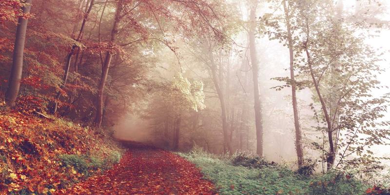 韩溪山溪流:从源头活水到杯中绿茶,一条溪流守护的生态密码