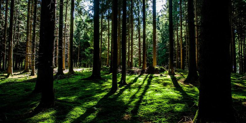 韩溪山禅茶一味体验：在千年古寺遗址旁，跟随茶僧唤醒红茶的灵魂