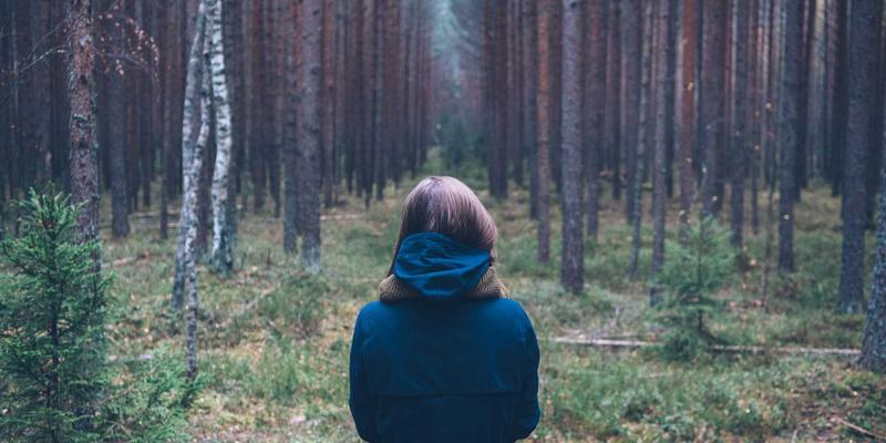 韩溪山茶园生态密码：蜘蛛与瓢虫织就的天然防虫网，如何成就一杯好茶与一把好壶